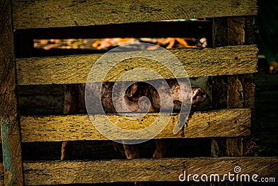 Small pig in his somewhat dirty corral Stock Photo