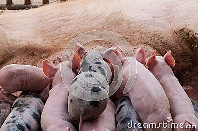 Small piglet and adult pig in a farm.Domestic animal Stock Photo