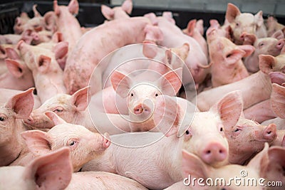 Small pigs at the farm,swine in the stall. Meat industry. Stock Photo