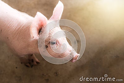 Small pigs at the farm,swine in the stall. Stock Photo