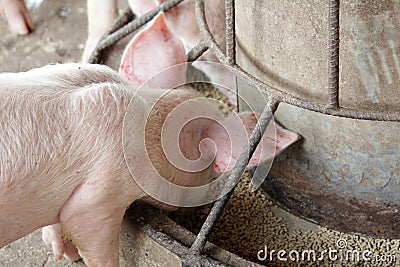 Small pigs in the stable Stock Photo