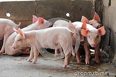Small pigs in the stable Stock Photo