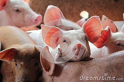 Small pigs in the stable Stock Photo