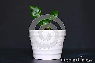 Small pilea peperomioides chinese money or UFO plant cutting in white in front of dark background Stock Photo