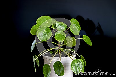 Small Pilea Peperomioides house plant Stock Photo