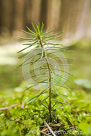 Small pine. Stock Photo