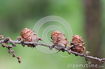 Small pine cones growing on conifer tree in summer. Nice background blur. Stock Photo