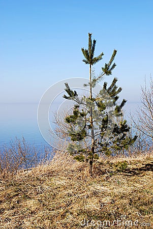 Small pine tree Stock Photo