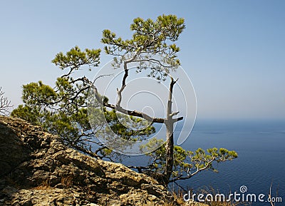 Small pine tree Stock Photo