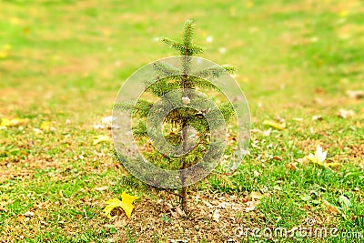 Small Pine Tree Alone in Field Stock Photo