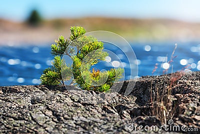 Small pine tree on coast, Sweden Stock Photo