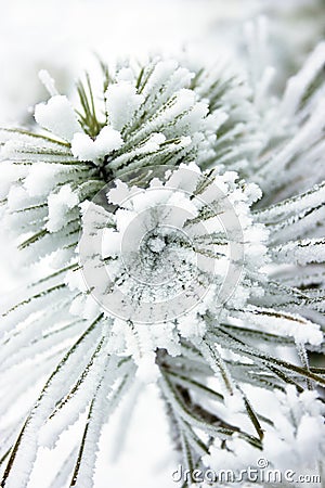 Small pine tree covered with snow Stock Photo