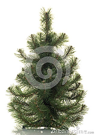 Small pine tree for decoration, isolated on white Stock Photo