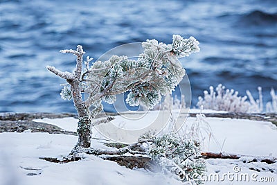 Small pine tree frozen in lake shore at cold winter morning Stock Photo
