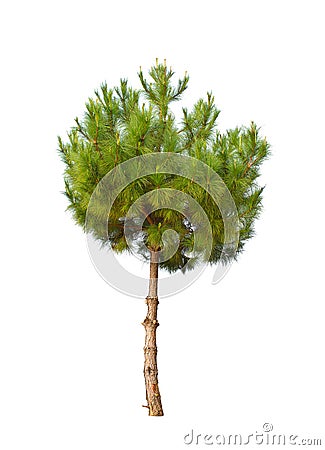 Small pine tree isolated Stock Photo