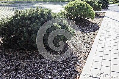 Small pine tree mulched with natural brown bark mulch near pedestrian pathway. Modern gardening landscaping design Stock Photo