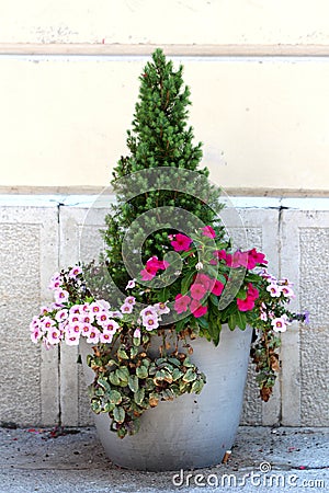 Small pine tree planted in concrete flower pot surrounded with Petunia flowers and crawler plants in front of family house wall Stock Photo