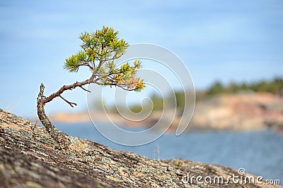 Small Pine tree on a rock Stock Photo