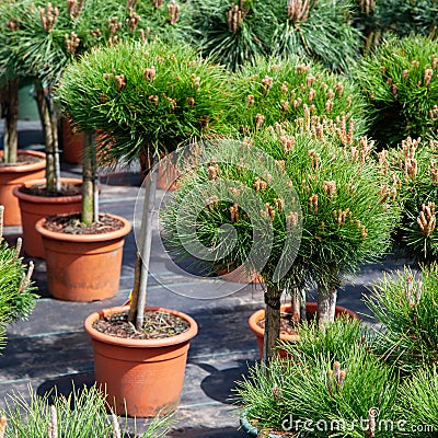 Pine trees in plastic pots on tree nursery farm. Stock Photo