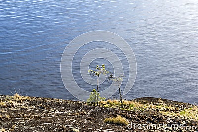 Small pines on the background of water on granite rocks. Stock Photo