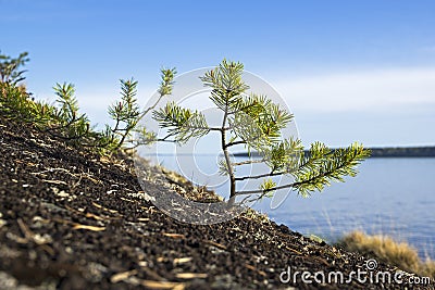 Small pines on the coastal rocks. Stock Photo
