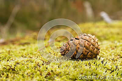 Small pines over moss in the forest Stock Photo