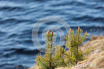 Small pines on rocks Stock Photo