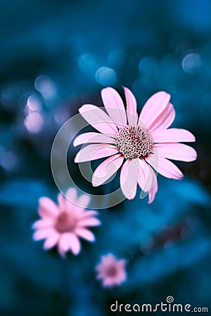 Small pink bright summer flowers on a background of blue foliage in a fairy garden. Macro artistic image. Selective focus. Stock Photo
