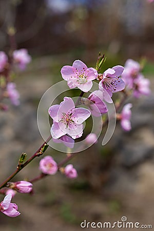 Small pink flower on a branch in the garden Stock Photo