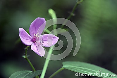 Small pink flower sighted in Atlantic Rainforest Stock Photo