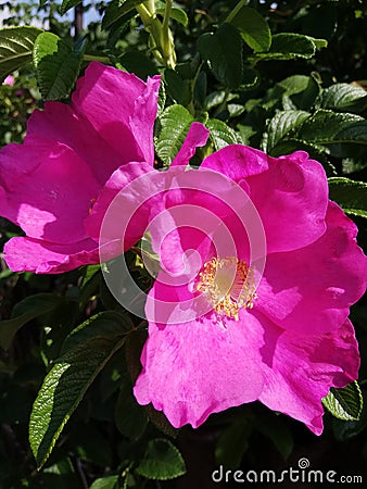 Small pink garden flower of dogrose in garden Stock Photo