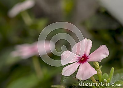 Small pink periwinkle macro photo Stock Photo