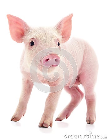 Small pink pig isolated Stock Photo