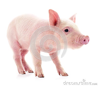 Small pink pig isolated Stock Photo