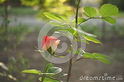 Small pink rose flower grow in the garden. Side view, closeup. Sunny summer day Stock Photo