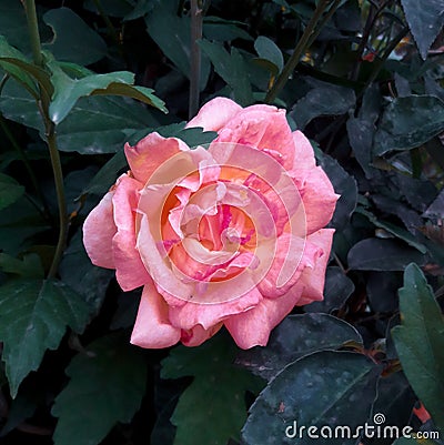 Single full bloom pink rose flower plant Stock Photo