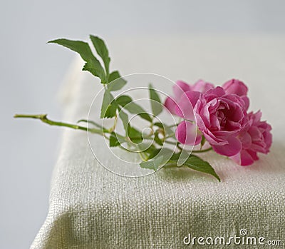 Small pink roses Stock Photo