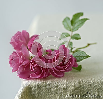 Small pink roses Stock Photo