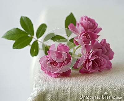 Small pink roses Stock Photo