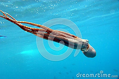 Small pink squid swimming near the surface Stock Photo