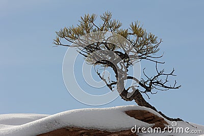 Small pinyon pine tree with red rock and snow Stock Photo