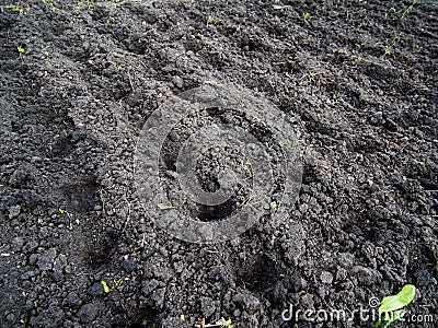 Small pits in the soil made for planting Stock Photo