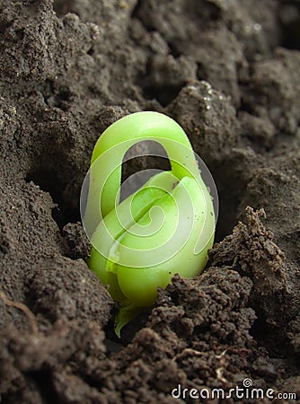 Small plant Stock Photo