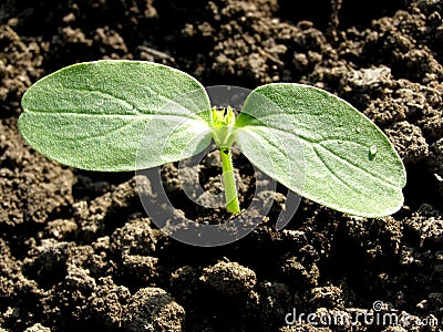 Small plant cucumber Stock Photo