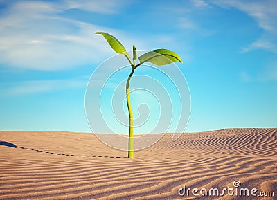 Small plant in the desert. Start up and confidence concept Cartoon Illustration