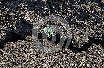 A small plant on the edge of a crack in the ground. Effects of drought. Stock Photo