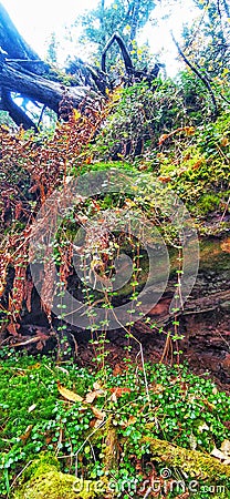 A small plant, green moss on the background of an old tree. Stock Photo