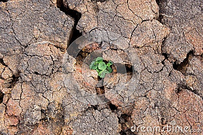 Small plant grow up between crack up land Stock Photo