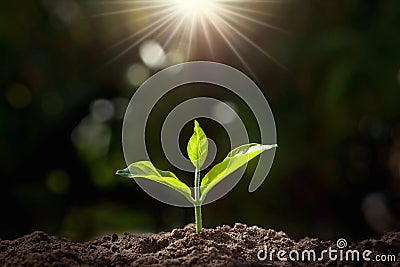 small plant growing in garden Stock Photo