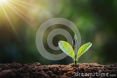 small plant growing in garden Stock Photo